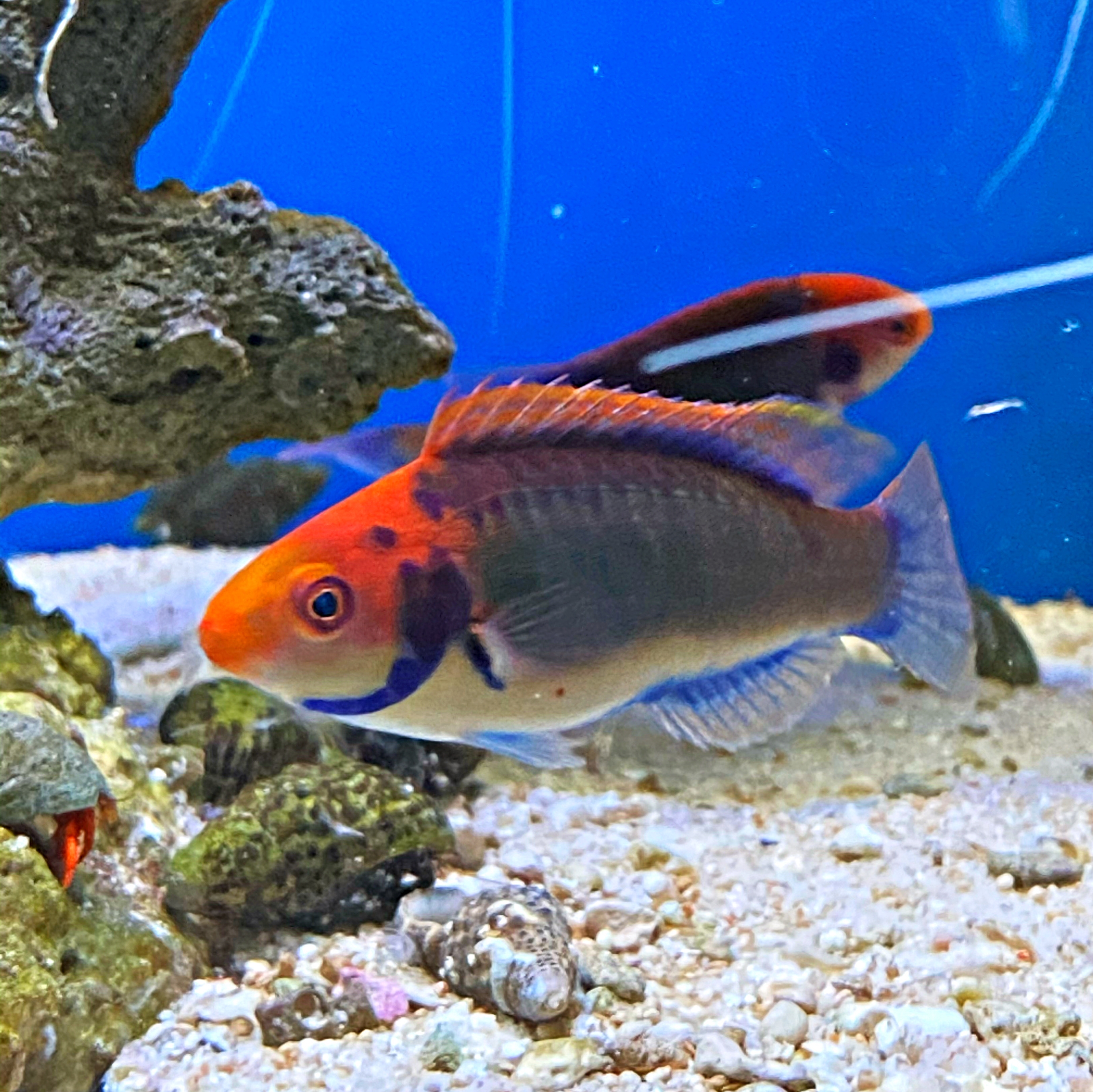 Cirrhilabrus aquamarinus Zwerg-Lippfisch (Cirr.Solorensis)