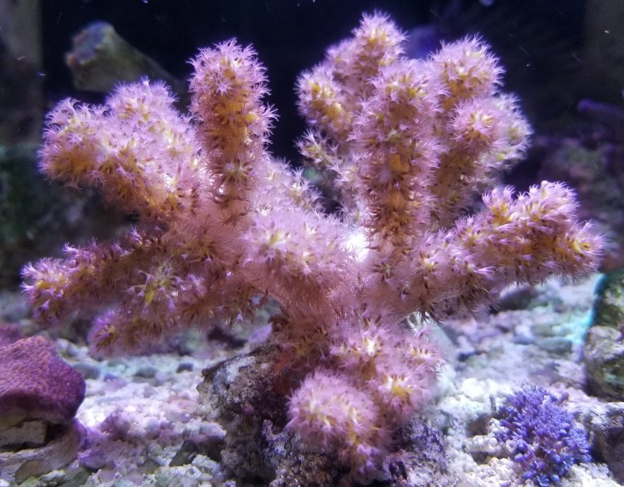 Stereonephthya spec.Weichkoralle