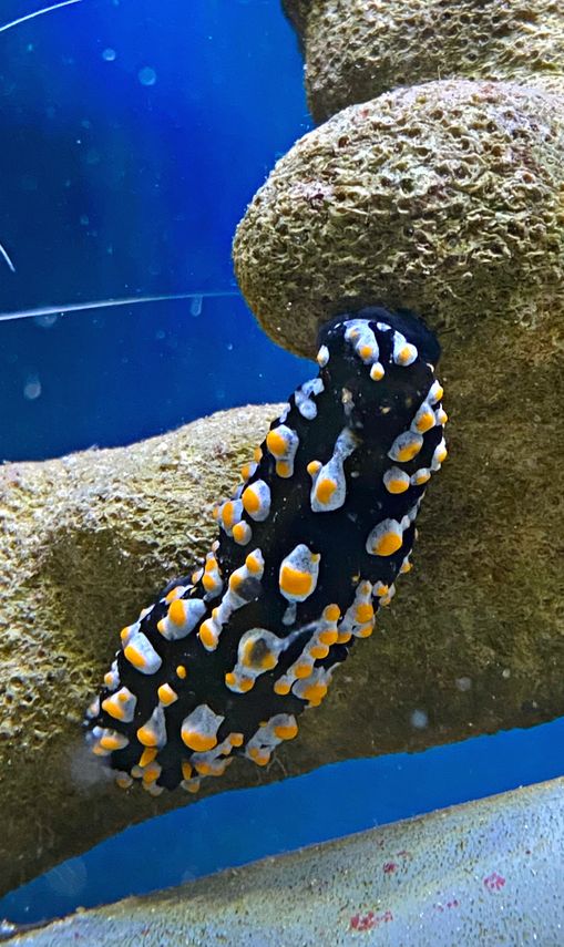 Phyllidiella Nigara Sp. Warzenschnecke