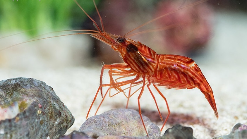 Lysmata wurdemanni - Wurdemanns Garnele