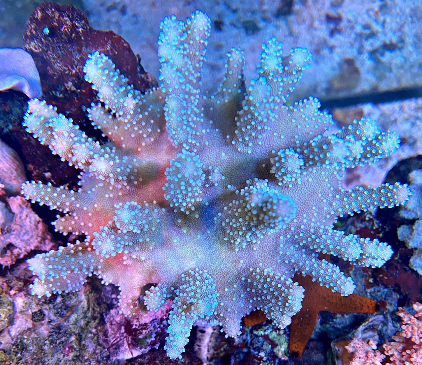 Fingerlederkoralle Lobophytum pauciflorum