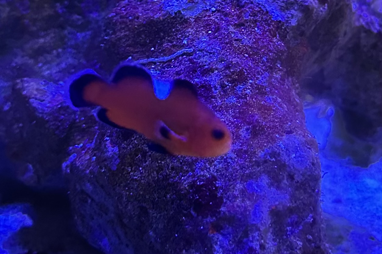 Amphiprion ocellaris  Mocha Domino - NZ