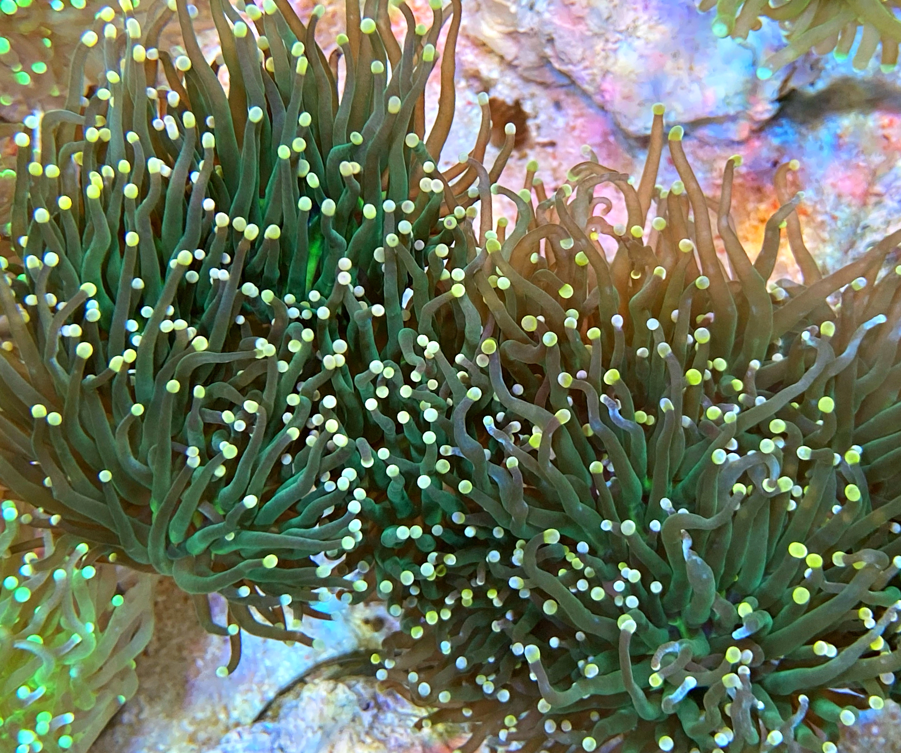 Euphyllia glabrescens- green Masterpiece - NZ