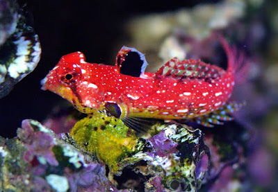 Synchiropus sycorax-moyeri Leierfisch