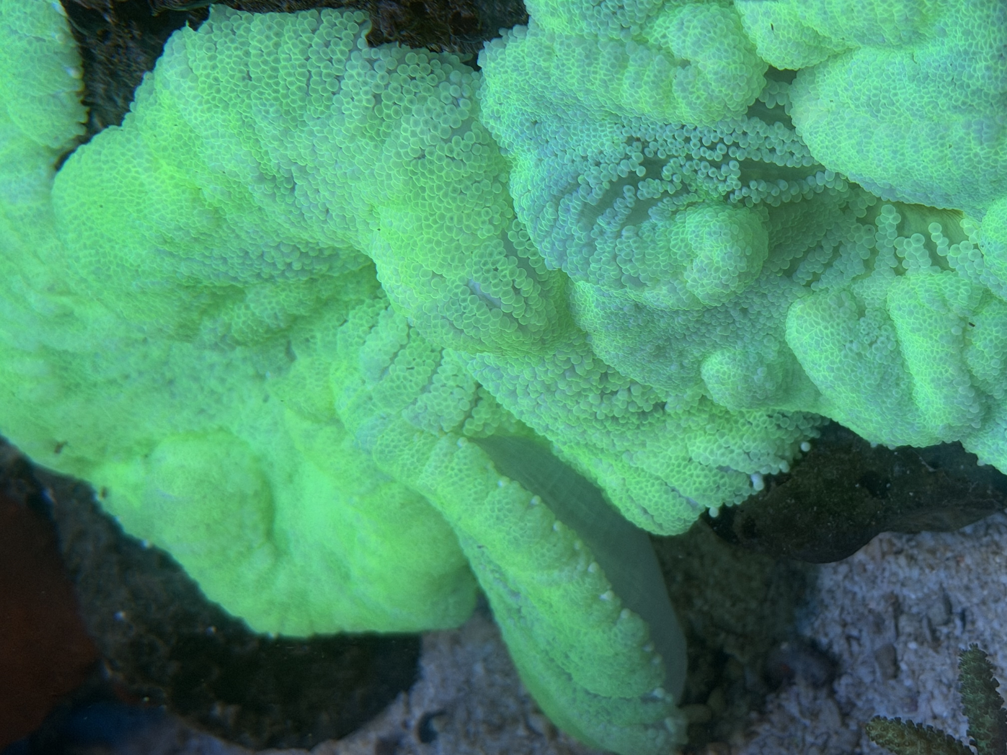 Stichodactyla haddoni Teppichanemone Color Geen /Türkis L