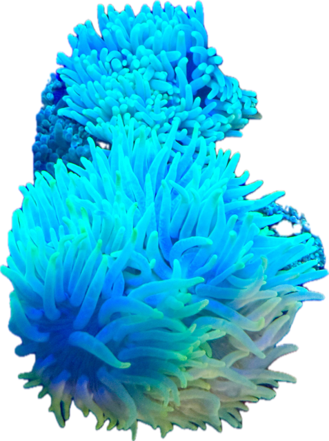 Macrodactyla doreensis Korkenzieher-Anemone Ultra bright / blue - WYSIWYG 21