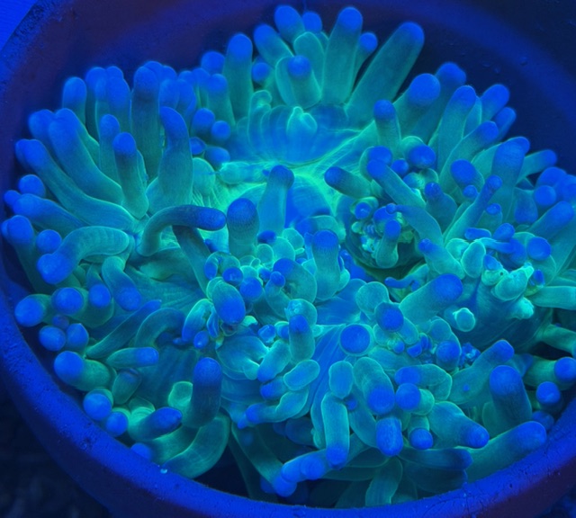 Macrodactyla doreensis Korkenzieher-Anemone Blue/green- WYSIWYG 22 -  RARE 