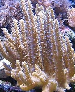 Fingerlederkoralle Lobophytum pauciflorum