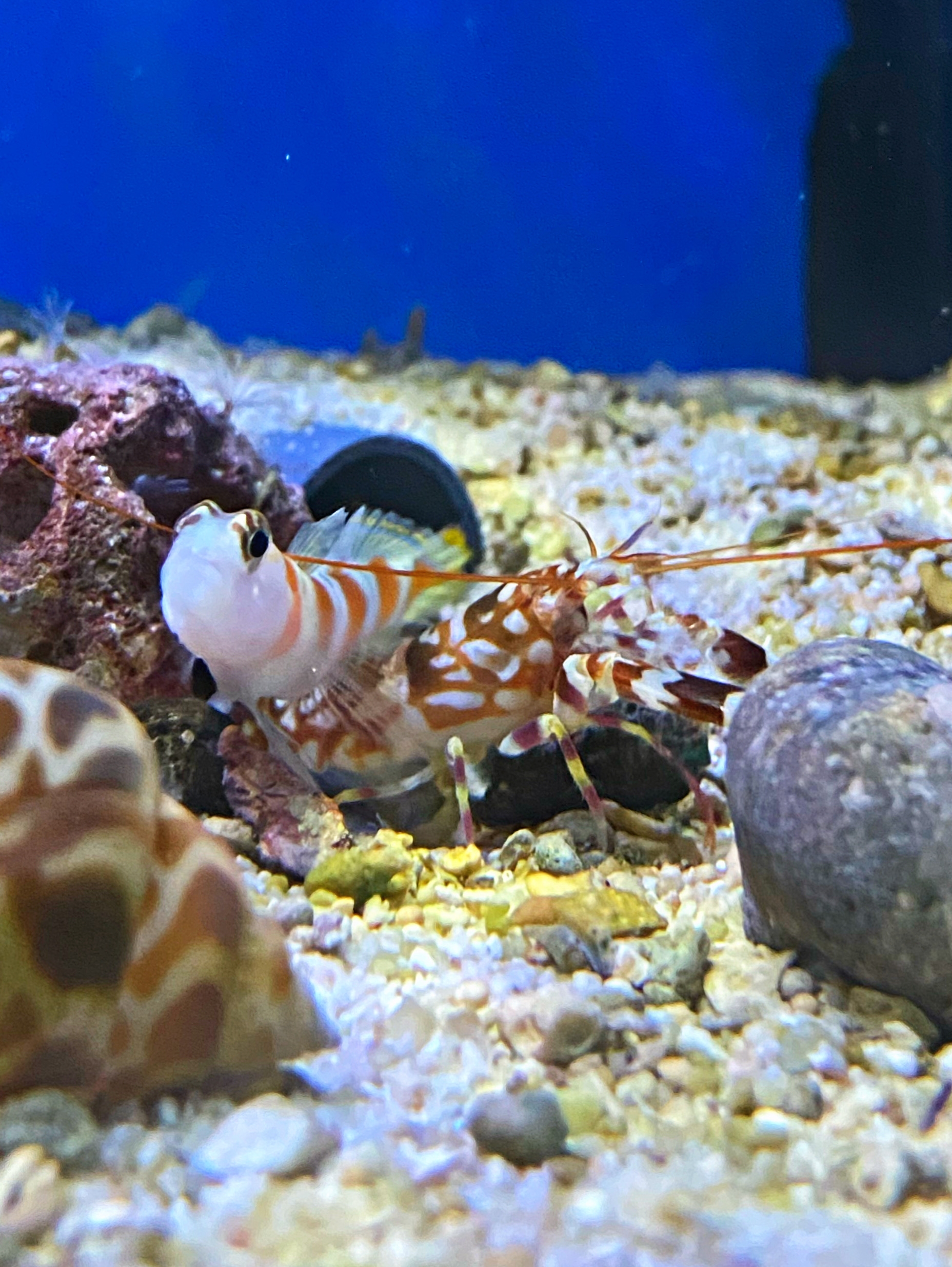  Amblyeleotris yanoi Wächtergrundel mit Partnerkrebs Alpheus bellulus