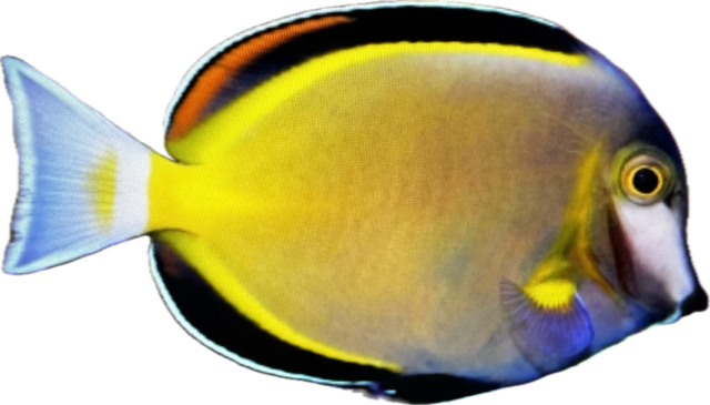 Doktorfisch Acanthurus japonicus