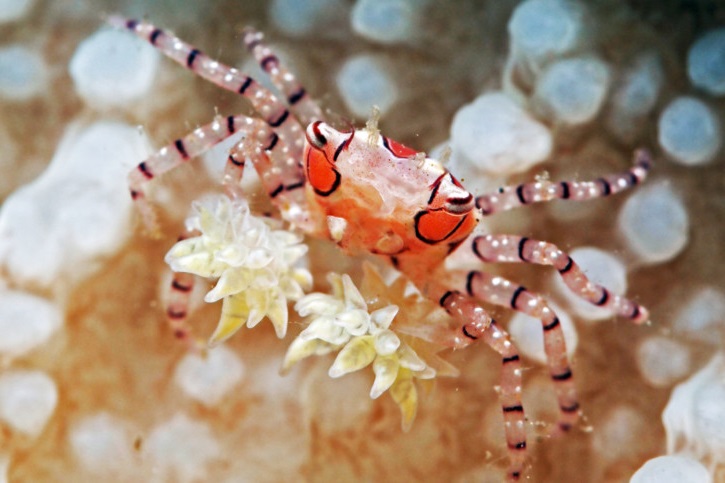 Lybia tessellata Boxerkrabbe
