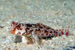 Mandarinfisch-Stern Synchiropus stellatus S