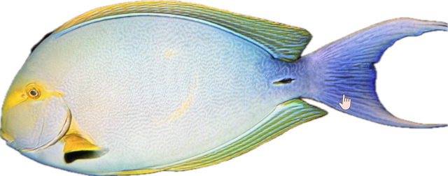 Acanthurus xanthopterus Gelbmasken-Doktor