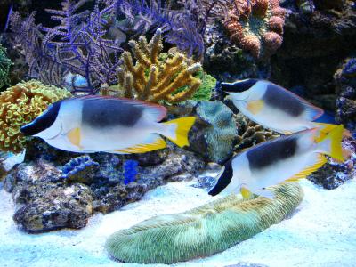 Siganus magnificus - Kaninchenfisch M