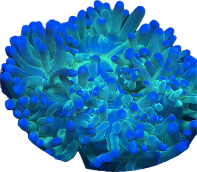 Macrodactyla doreensis Korkenzieher-Anemone Blue/green- WYSIWYG 22 -  RARE 