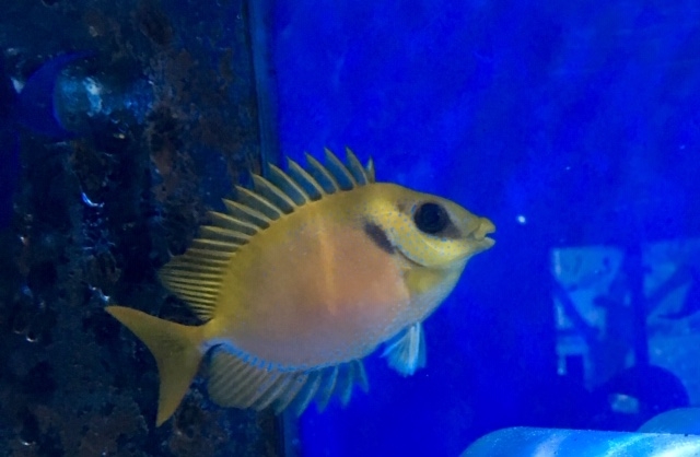 Siganus Corallinus Goldener-Kaninchenfisch
