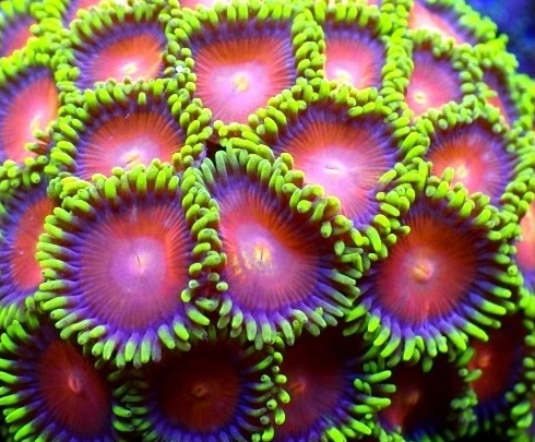 Zoanthus-sp. "Mandarin" Krustenanemone 