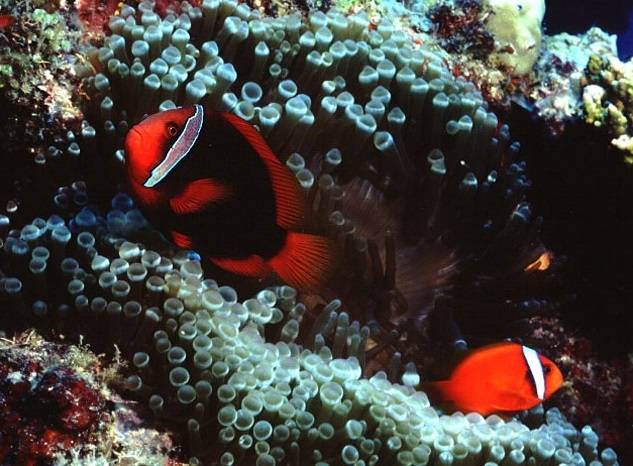 Amphiprion frenatus - Weißbinden Glühkohlen Anemonenfisch