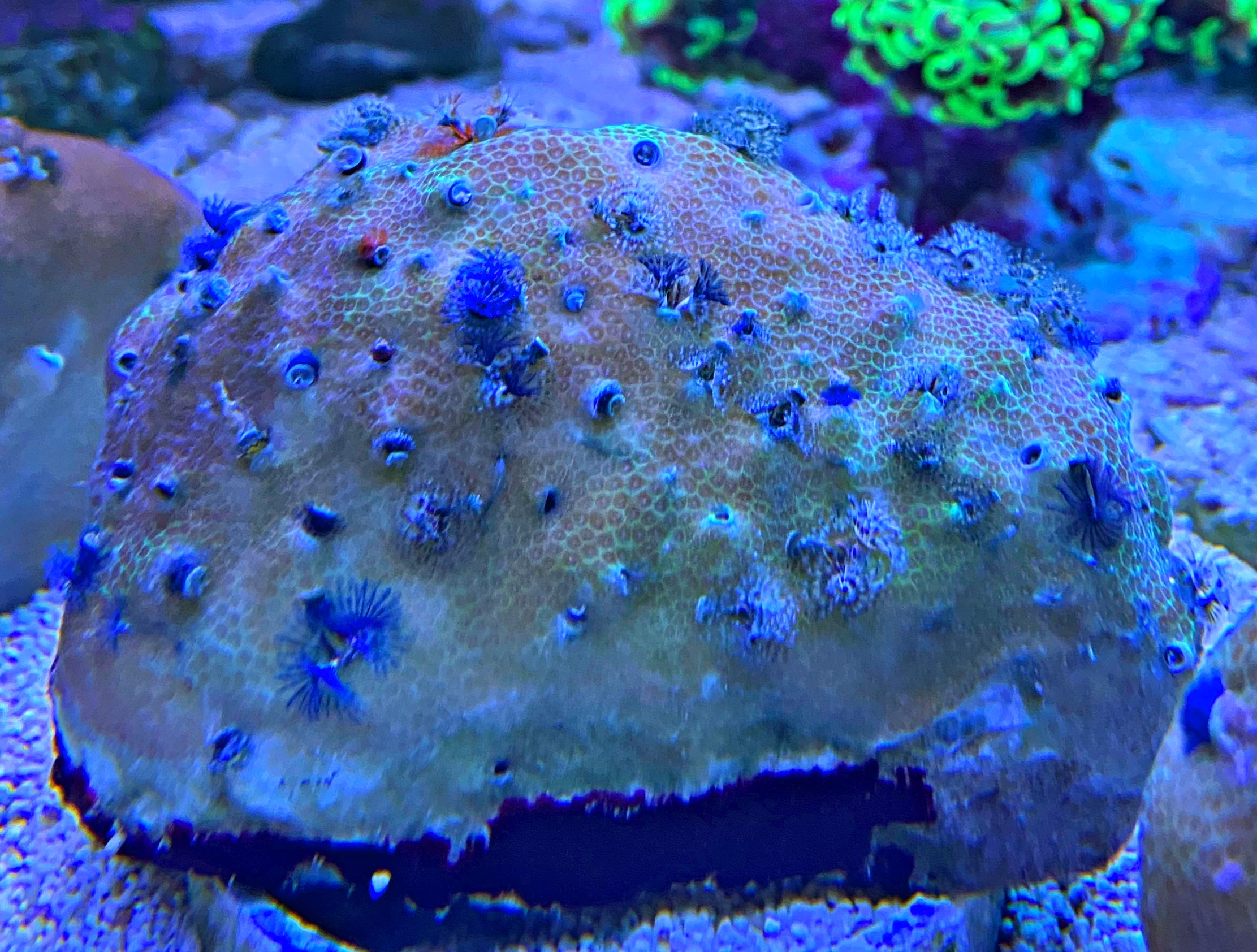 Porites lobata - Multicolor - M