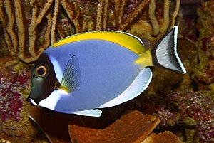 Acanthurus leucosternon - Weißkehl Doktorfisch 