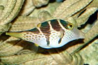 Feilenfisch Paraluteres prionurus Mimikry-Feilenfisch