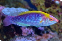 Cirrhilabrus lubbocki male Lubbocks Zwerglippfisch