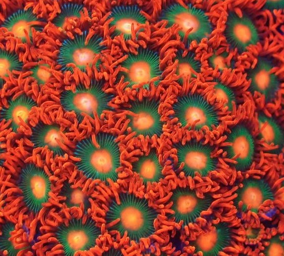 Zoanthus-sp. "Gatorate" Krustenanemonen 