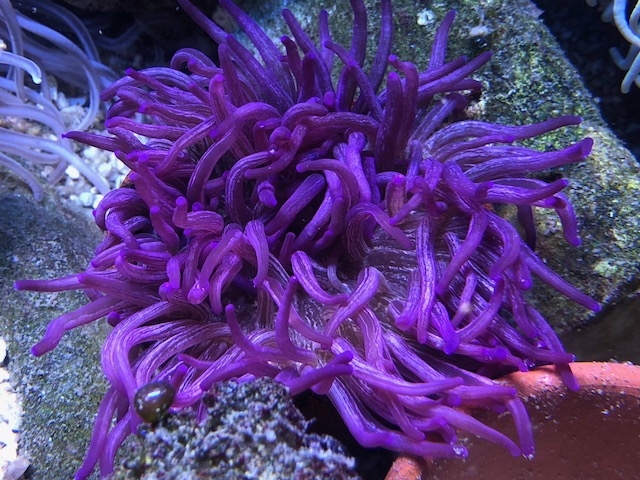 Macrodactyla doreensis Korkenzieher-Anemone purple L