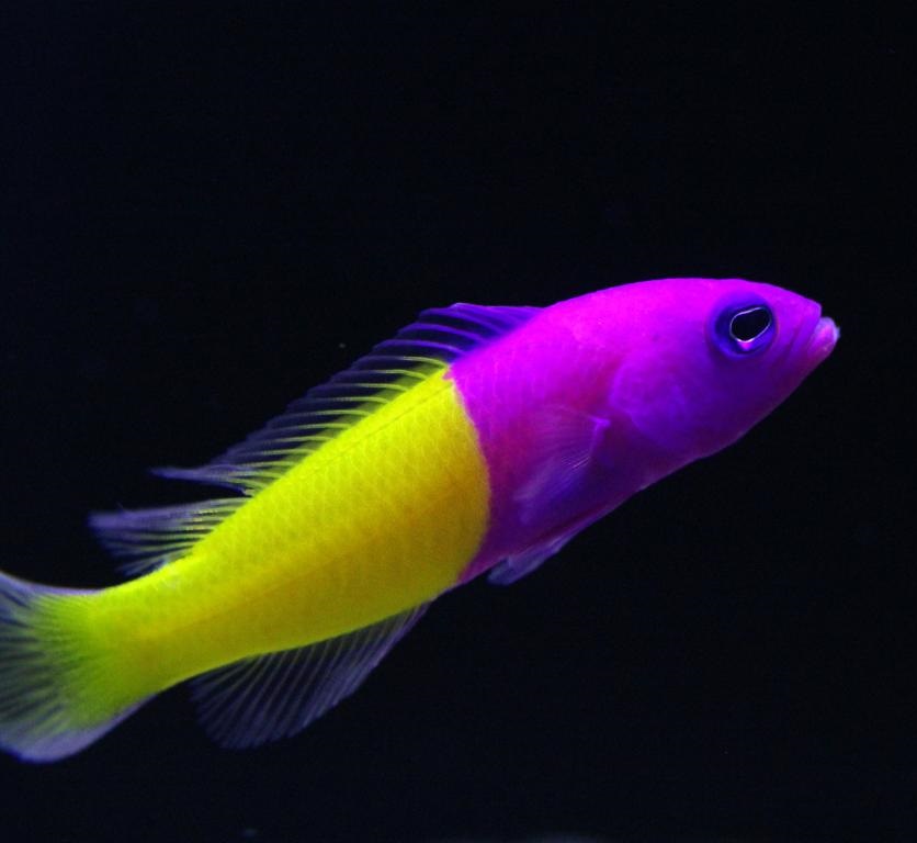 Pseudochromis paccagnellae- Zwergbarsch 