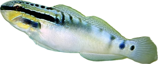 Amblygobius bynoensis Bagger Grundel 