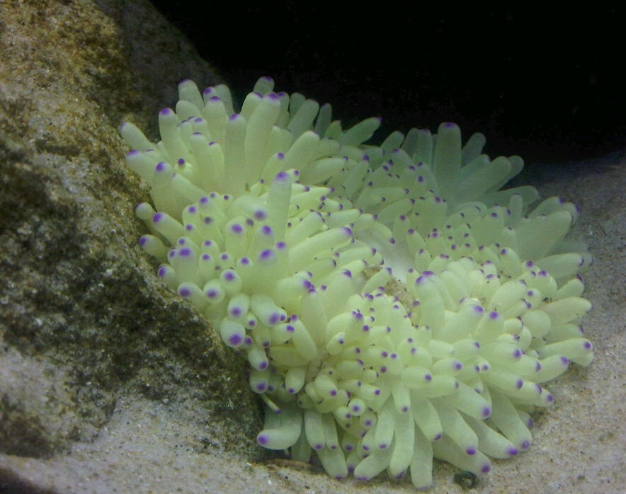 Heteractis malu Hawaii-Anemone Ultra Color Weiß/Gelb M