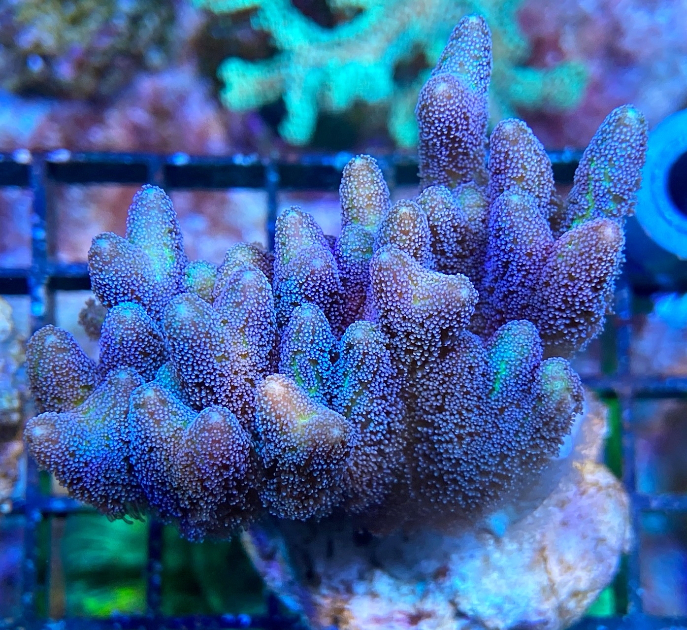 Seriatopora caliendrum Nadelkoralle  Silber Grün NZ