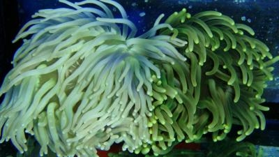 Macrodactyla doreensis Korkenzieher-Anemone  Color M