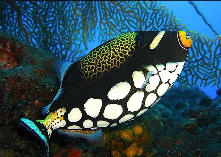 Drückerfisch - Leopard Balistoides conspicillum 