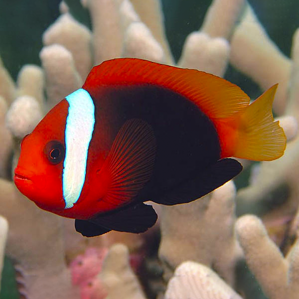 Amphiprion frenatus - Weißbinden Glühkohlen Anemonenfisch