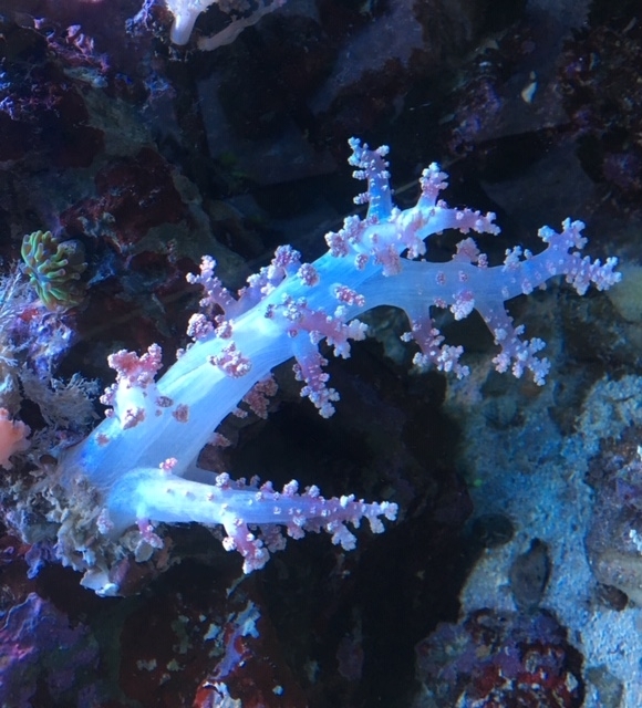 Nephthea sp. Weichkoralle S