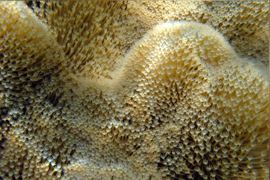 Sarcophyton trocheliophorum - Troglederkoralle grün/gelbe Polypen