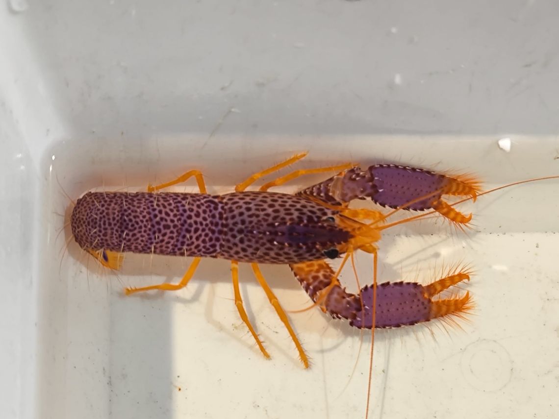 Enoplometopus debelius Debelius Riffhummer