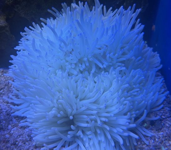 Heteractis crispa - yellow/red bottom - Lederanemone S