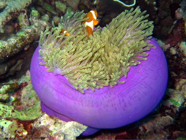 Heteractis magnifica Prachtanemone S