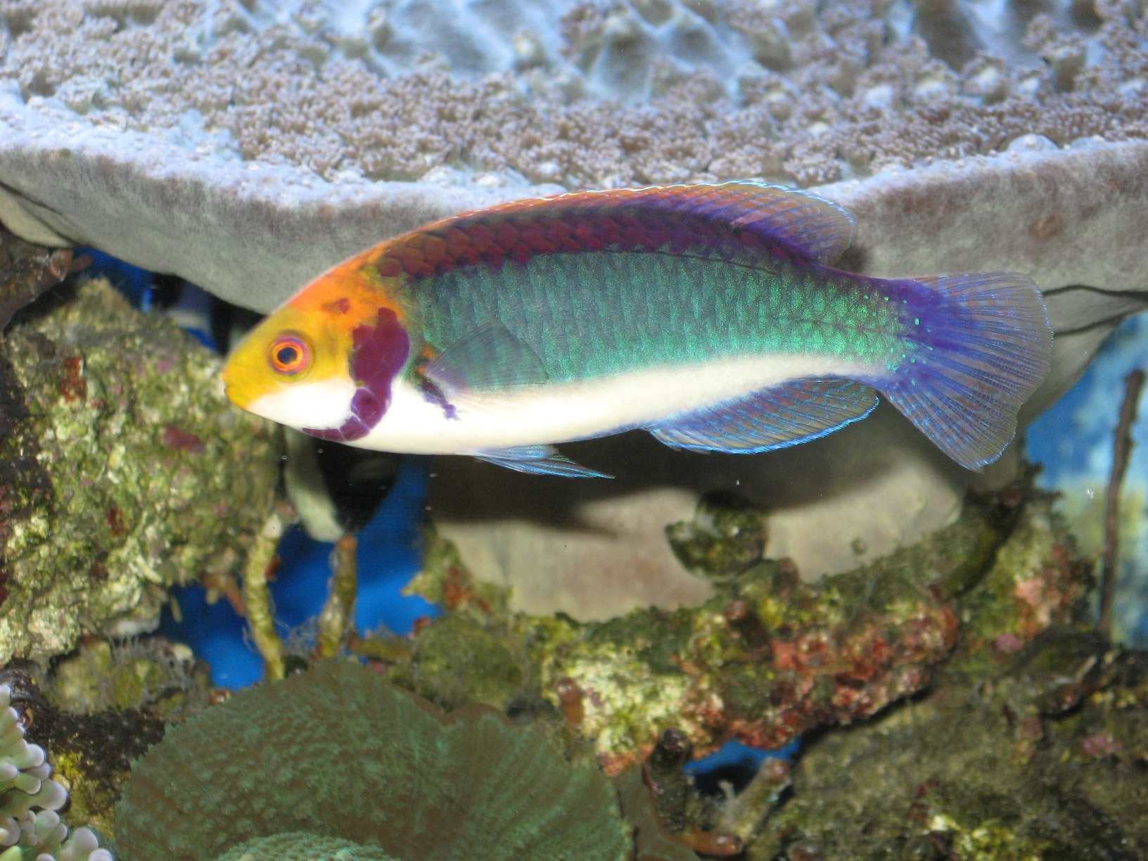 Cirrhilabrus aquamarinus Zwerg-Lippfisch (Cirr.Solorensis)