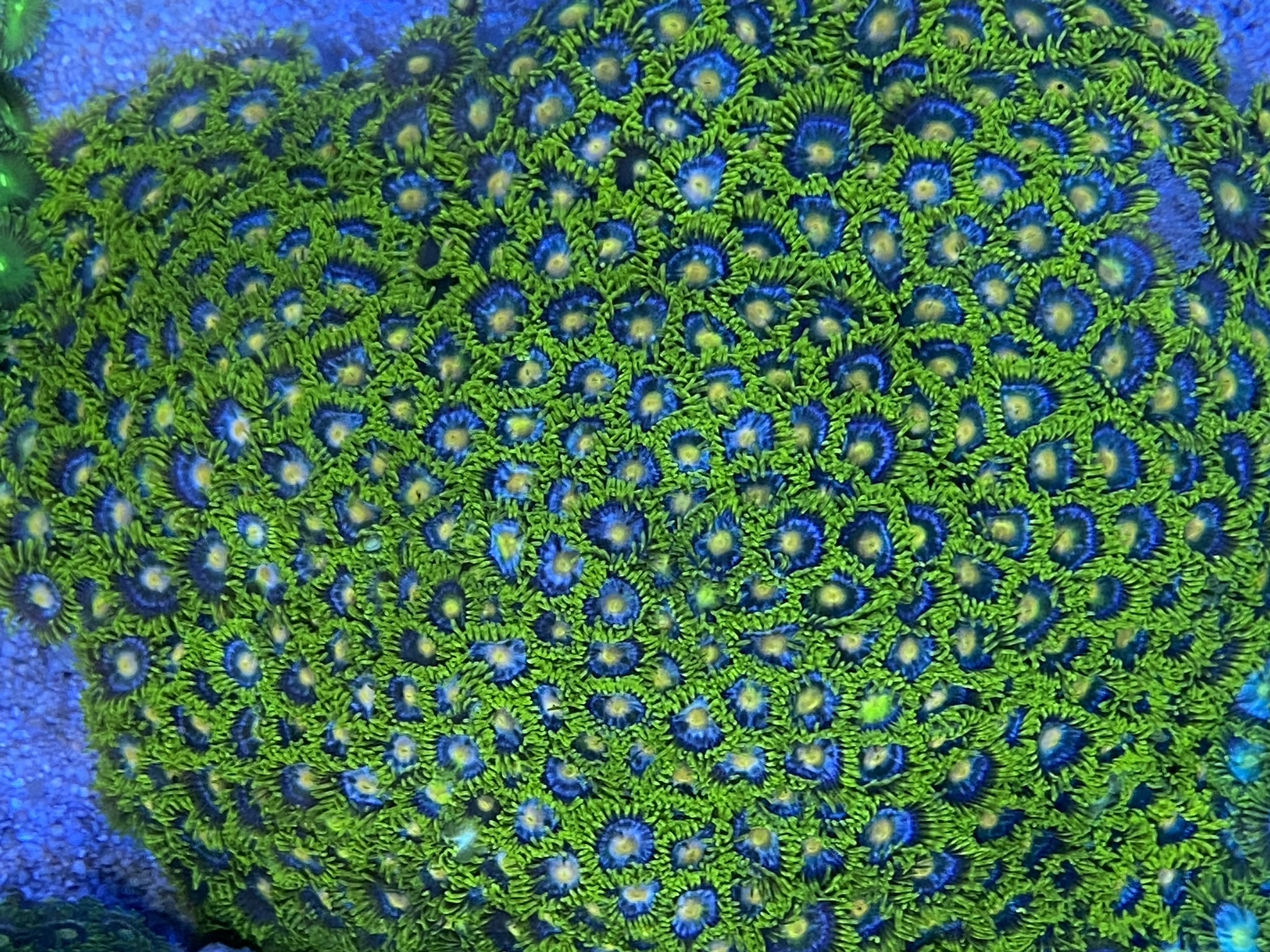 Zoanthus Blue Ice Krustenanemone  