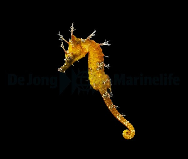  Hippocampus erectus Seepferdchen - NZ