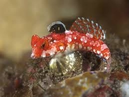 Mandarinfisch-Stern Synchiropus stellatus S