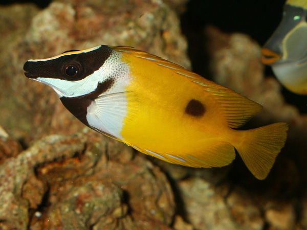Siganus unimaculatus /Vulpinus -Fuchsgesicht M