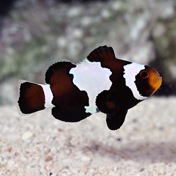 Amphiprion ocellaris  Schwarz -  Black Snowflake  Mann -NZ