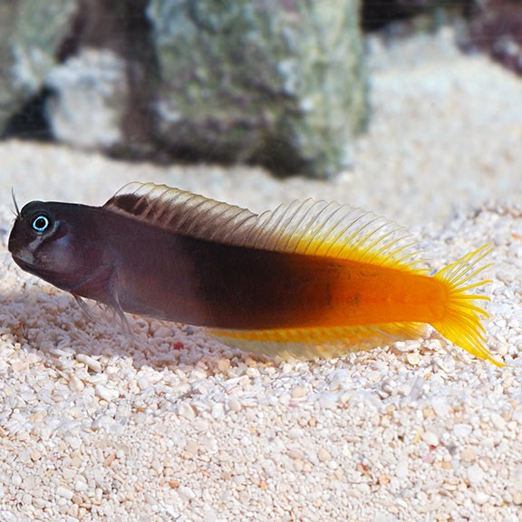 Ecsenius bicolor  Zweifarbige Schleimfisch