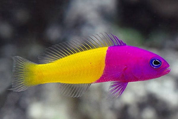 Pseudochromis paccagnellae- Zwergbarsch 