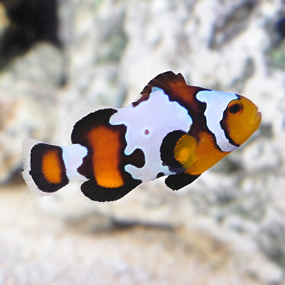 Amphiprion Ocellaris - Black Ice Snowflake Premium - NZ Clown-Anemonenfisch