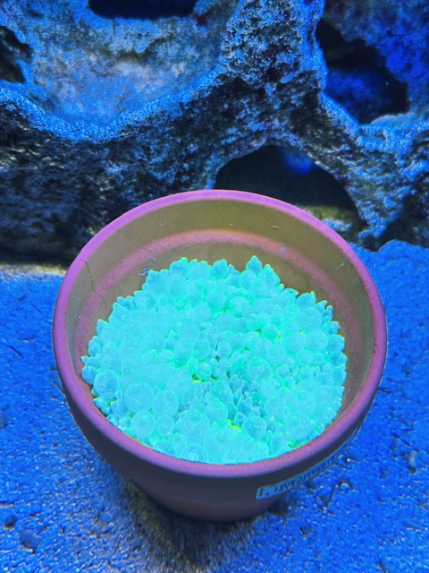 Entacmaea quadricolor Blasenanemone Neon Grün WYSIWYG